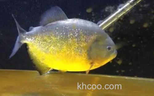 迷人臀点脂鲤_2