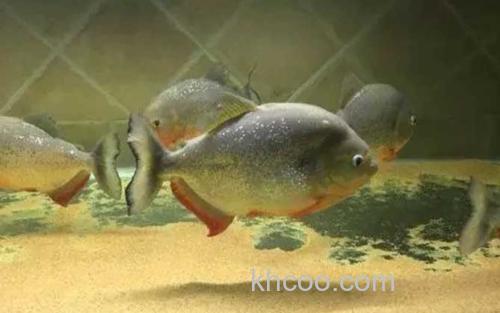 凯里臀点脂鲤_1