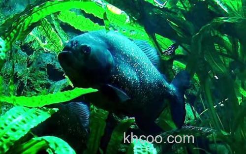 水虎鱼_2