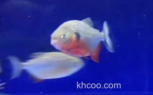 水虎鱼_2