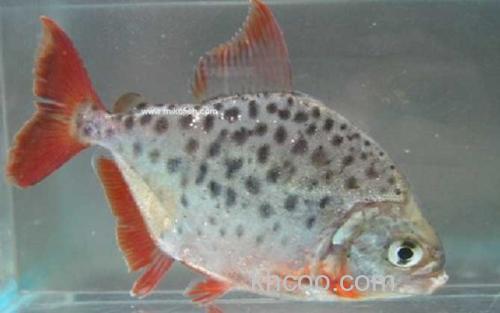 红翅食人鱼_8