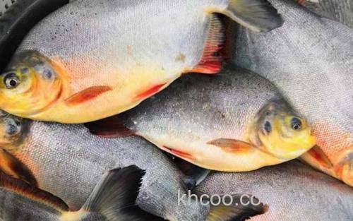 淡水红鲳鱼_2