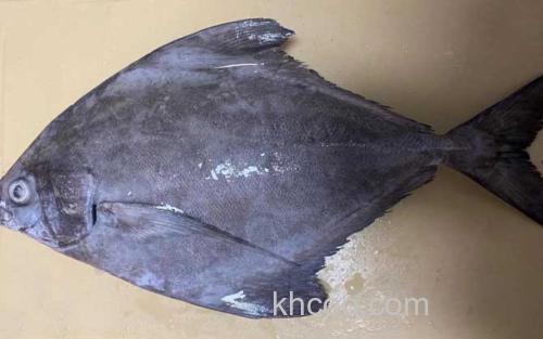 黑鲳鱼_1