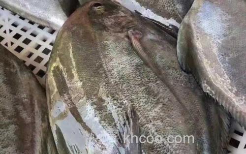 黑鲳鱼_1
