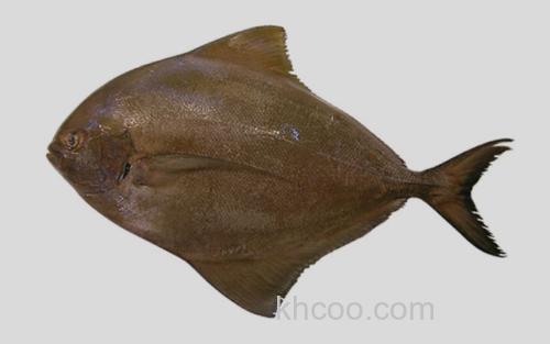 黑鲳鱼_1
