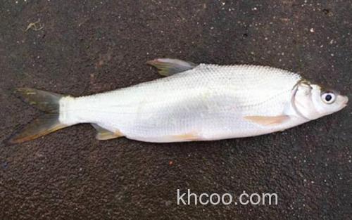 细鳞斜颌鲴_2
