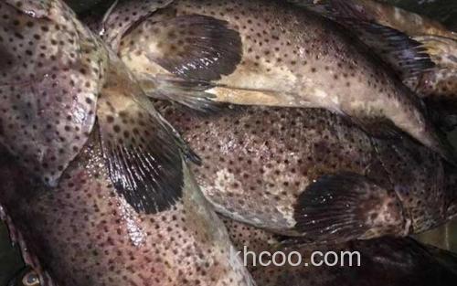 青石斑鱼_0