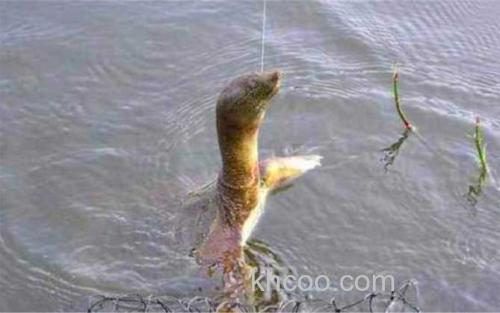 钓甲鱼_1