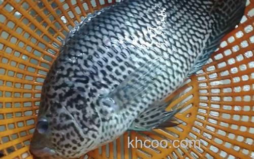 淡水石斑鱼_2