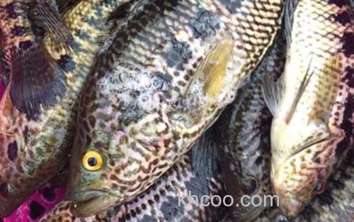 淡水石斑鱼_3
