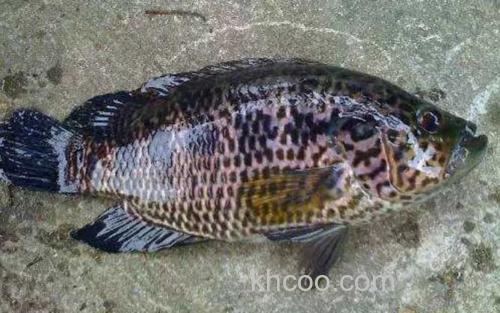 淡水石斑鱼_2