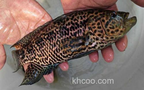 淡水石斑鱼_3