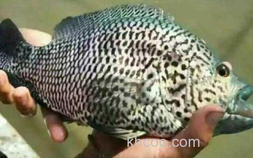 淡水石斑鱼_2