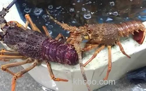 天鹅龙虾_3