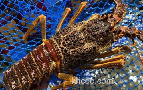 南非岩龙虾_8