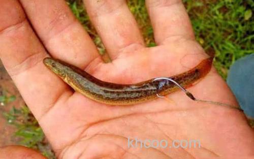 泥鳅钓鱼_3