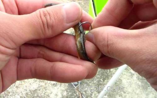 泥鳅钓鱼_2