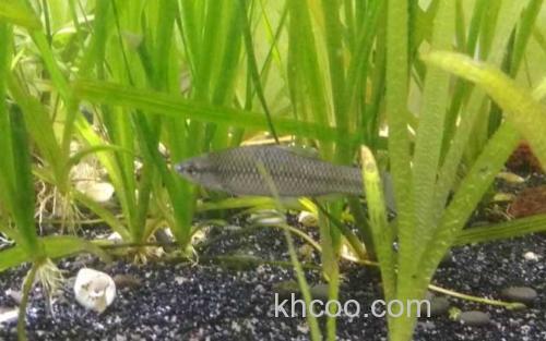麦穗鱼_1