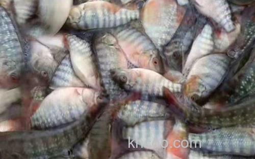 罗非鱼苗_0