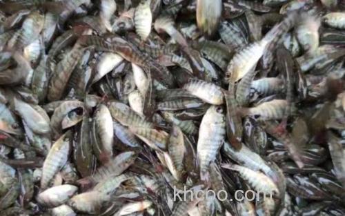 罗非鱼苗_3