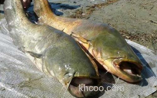 巨型鲶鱼_0