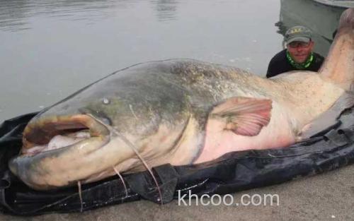 巨型鲶鱼_4