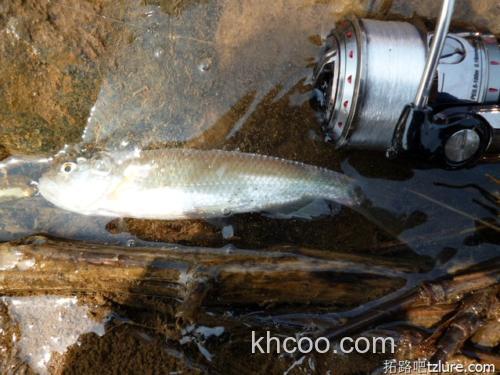 五一忙中偷闲 路亚马口的闲趣_2