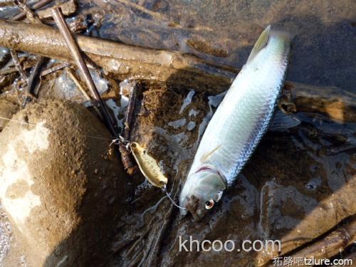 五一忙中偷闲 路亚马口的闲趣_3