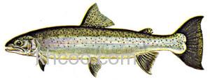 Salmo penshinensis_0