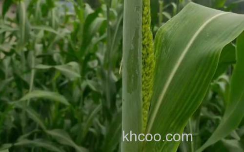 高粱叶_2