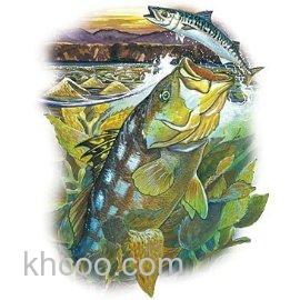 浅谈一下国内外对于钓鱼的认知和环境保护_1