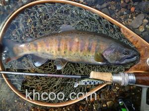 溪流路亚鳟鱼_0