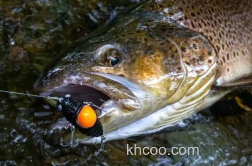 蝉鳟 DUO×D-3 真福蝉！鳟鱼用饵_2