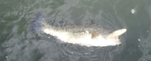 vib 抽停!! Smith Binturn 之字抽停_3