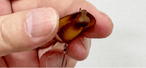 泳姿特别！Jackson ZigZag Magic 鳟钓饵_2