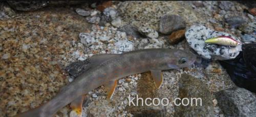 溪光流闪SHIMANO CARDIFF REFRAIN 42S_8