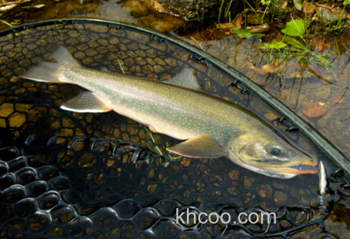 SHIMANO cardiff 大鸟丸 & DIVERISE 新品管钓鳟鱼米诺_8