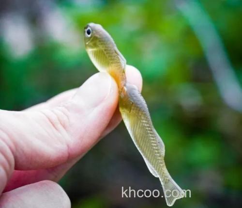 连体才更诱惑！Issei GillGill 连体软鱼_2