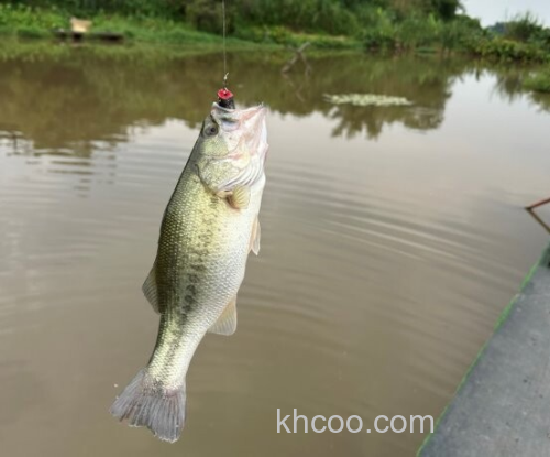 秘密武器小蛙！daiwa Steez Chiquita Frog 超紧凑小鲈蛙_2