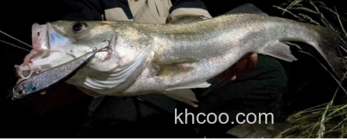 压倒性吸引力！！DUO 24新品 Bay Ruf BULK 浮水铅笔vib_6