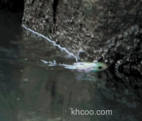 侧滑之鱼 jackall 24 Slick Bail_3