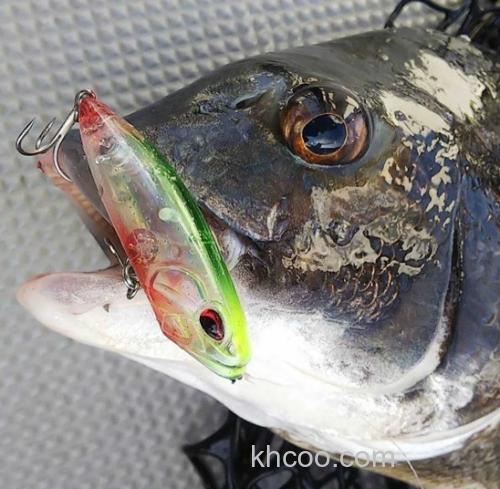 咸淡皆可喔！DUO 24新品 Reprush 62F 黑鲷波爬_6