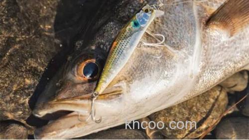 远投！小！造波！！shimano Counterwake 80F 海鲈造波米诺_3