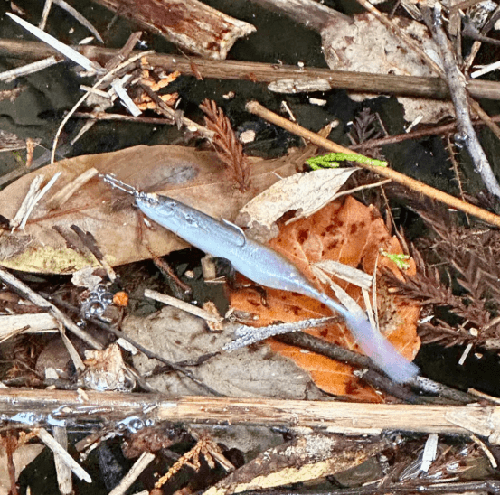 imakatsu 2024新饵（1）_3