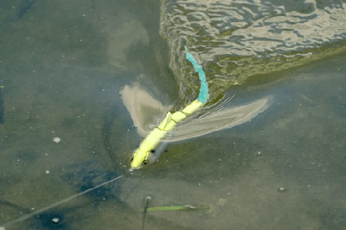 是megabass还是imakatsu？！imakatsu 2024新品介绍2_7