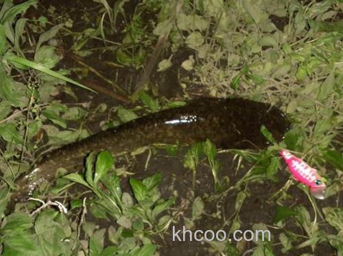 鲶钓小乐趣！Rodeo Craft PUP 水面系小可爱_3