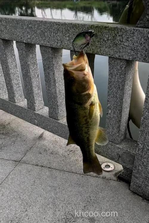 Jackall TN 系列vib 声音介绍！！_0