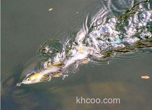 Imakatsu 十年磨一剑！超级抽象水面扰流 UMA死亡之卷_2