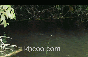 新概念！Jackall Dempseyjack 高速软饵_1