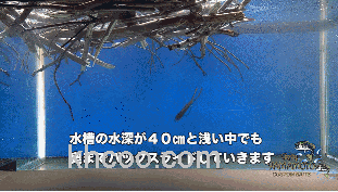 飞距离出色！Gary Yamamoto × 伊豫部健 4.4”HUGGER_2